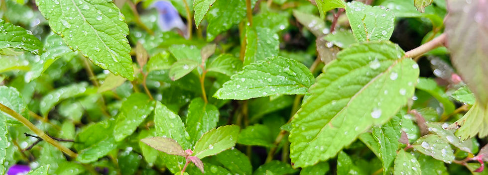 SE Water Droplets on Leaves.jpeg