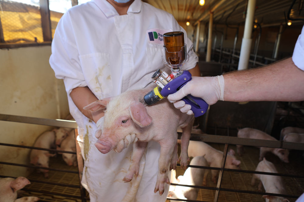 Safer pig vaccination