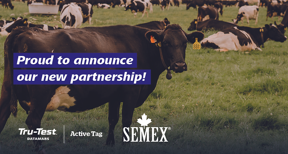 Datamars Livestock™ powers Semex’S ai24® with their TruTest Active Tag