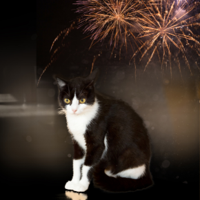 Six actions cat owners in Northamptonshire should take now to prepare for fireworks season