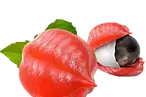 巴西香可可籽.webp