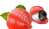 巴西香可可籽.webp