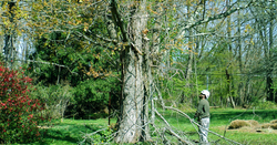 greenpine web photo 2.png