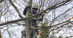 greenpine web photo 13.png