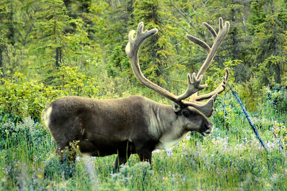 caribou-524536_960_720