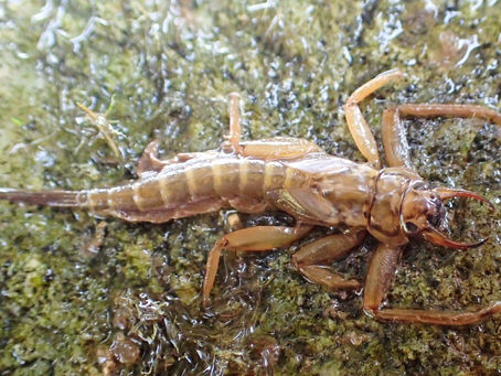 강하루살이(Rhoenanthus coreanus (Yoon and Bae, 1985))