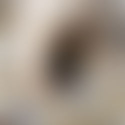 각시물자라(Diplonychus esakii)