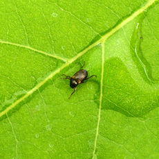 작은무늬여울벌레(Optioservus gapyeongensis Jung et al. 2011)