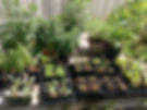 plantsforsale.jpg