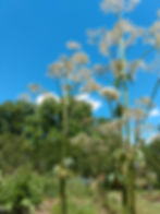 ree