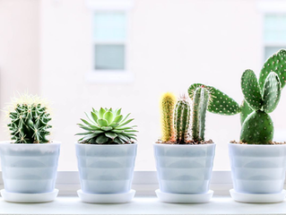 Cactos na decoração: como usá-los nessa tendência