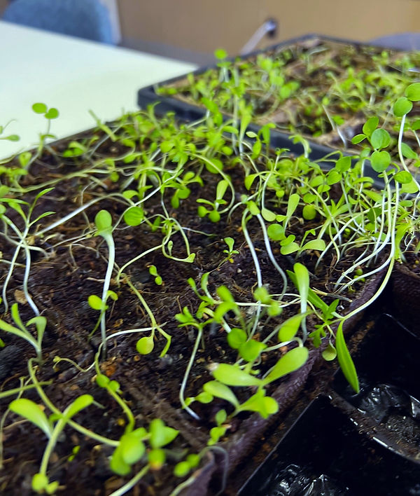 IMG_1107 farm transplants_edited_edited