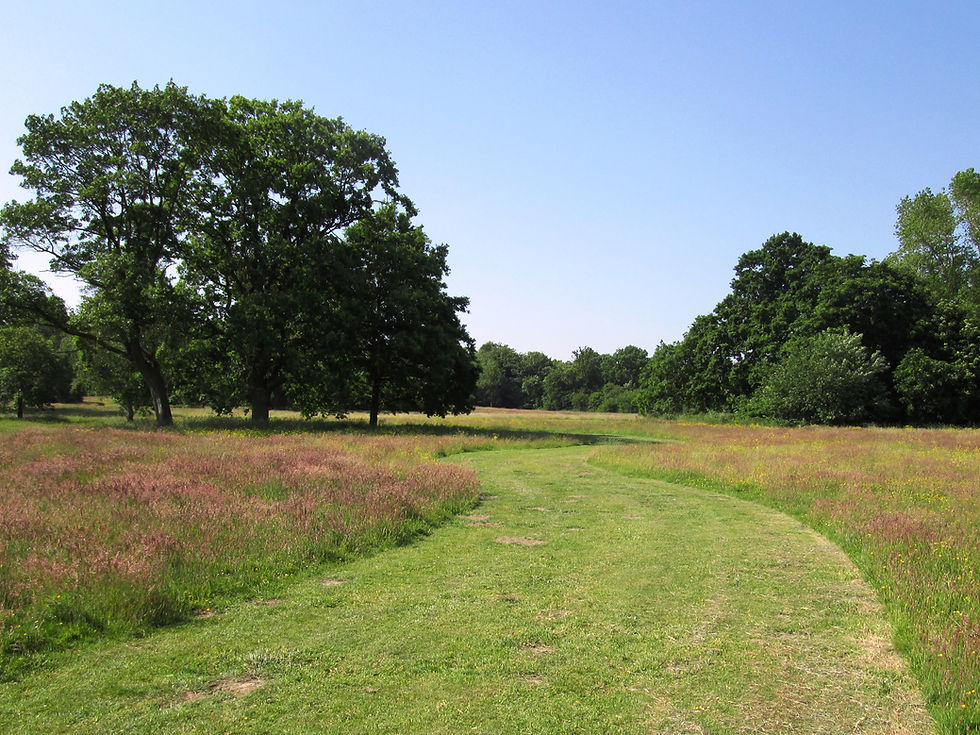 Long-grass regime in first year of ceased cutting