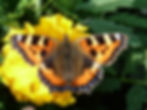 Small Tortoiseshell on Tagetes