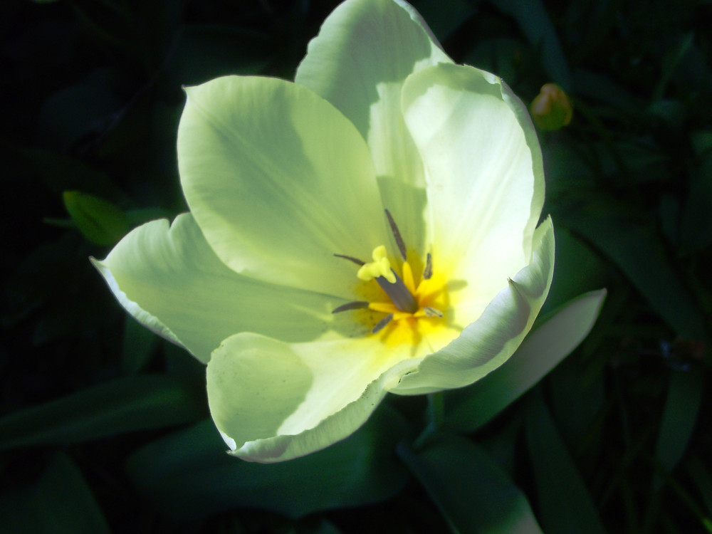 The structure of a single-flowered tulip