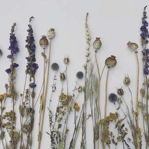 dried flowers 