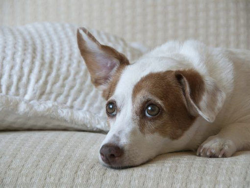 Як доглядати за вухами своєї собаки