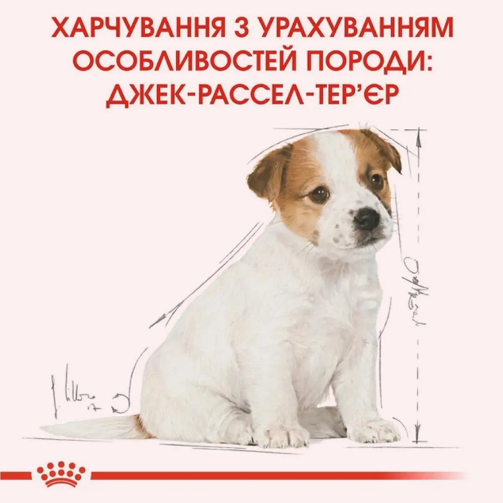 Прев'ю: Сухий корм для цуценят Royal Canin Jack Russel Puppy 1.5 кг домашня птиця