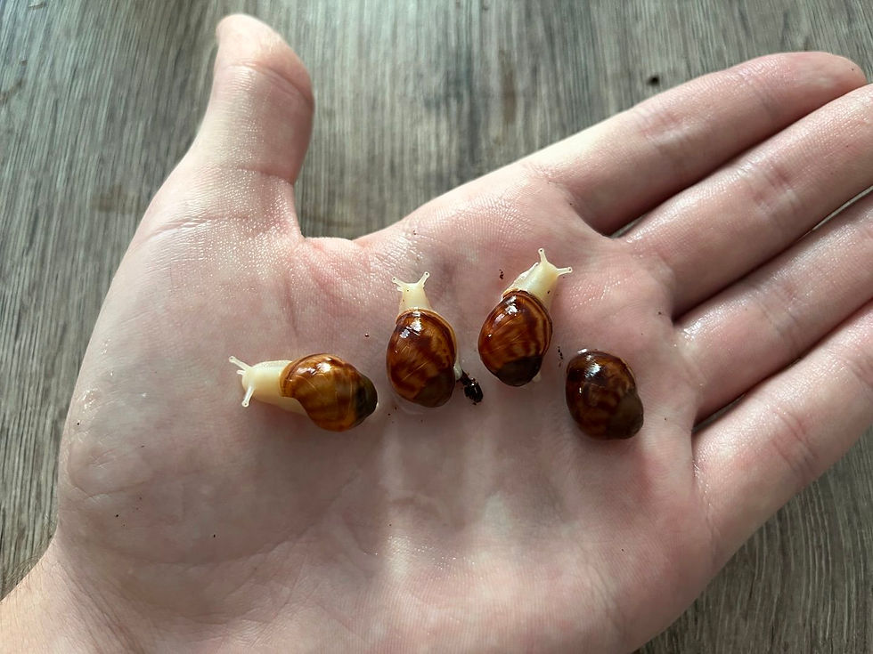 Архахатина егрегія