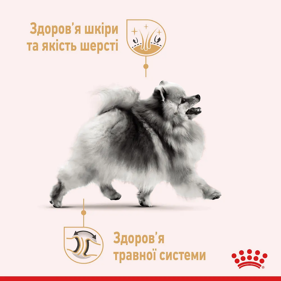 Прев'ю: Сухий корм для собак Royal Canin Pomeranian Adult 1.5 кг домашня птиця