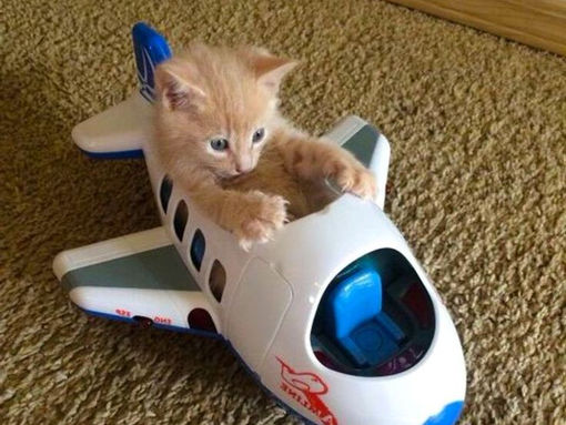 Як створити комфортні умови під час польоту з домашніми тваринами