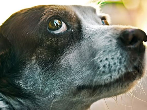 Як зменшити стресс у домашнього улюбленця під час війни