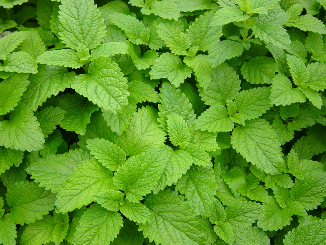 lemon-balm_530x_2x.webp