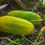 Thumbnail: Cucumber (Yellow)