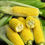 Thumbnail: Sweet Corn