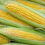 Thumbnail: Sweet Corn