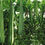 Thumbnail: Ridge Gourd (Peerkangai)