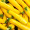 Thumbnail: Zucchini Yellow