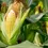 Thumbnail: Sweet Corn