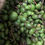 Thumbnail: Vadhumanga (Tender Raw Mango)