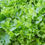 Thumbnail: Lettuce