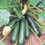 Thumbnail: Zucchini Green