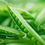 Thumbnail: Green Peas