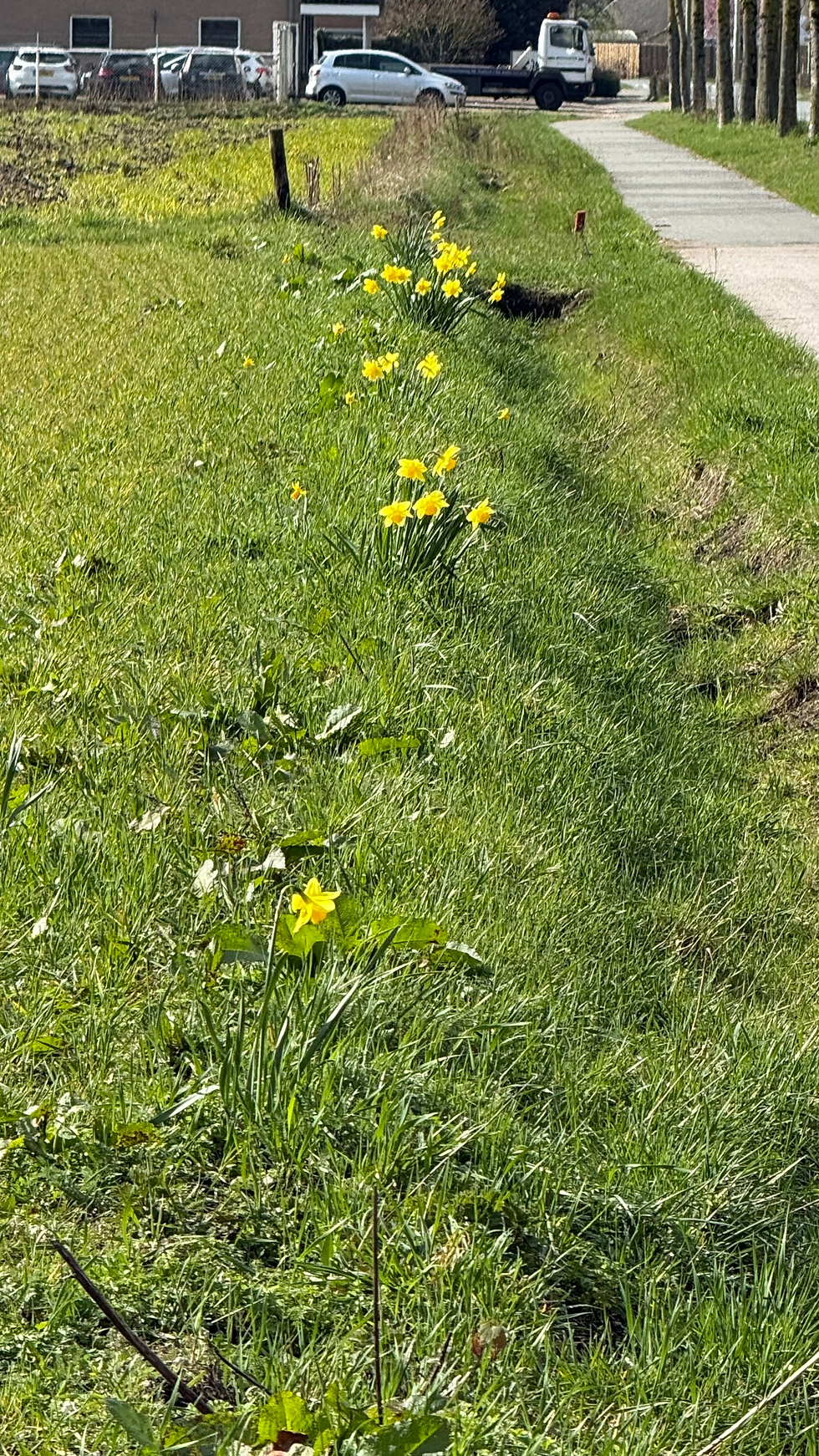 Narcissen aan de rand van de akker
