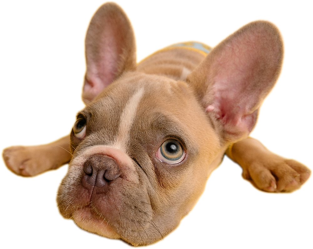 COURSES MyDogsTrainer COURSES MyDogsTrainer