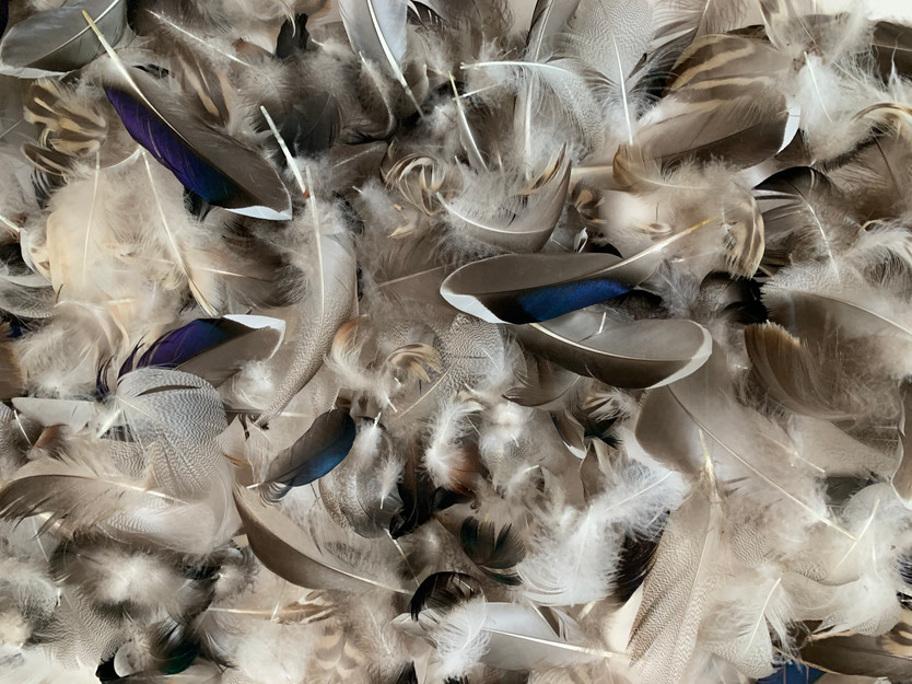 Every day in lockdown I collected a feather the ducks had left behind on the banks of our local pond. They are so delicate and beautiful – each engineered for a special purpose. It felt like I’d found a piece of treasure every time.