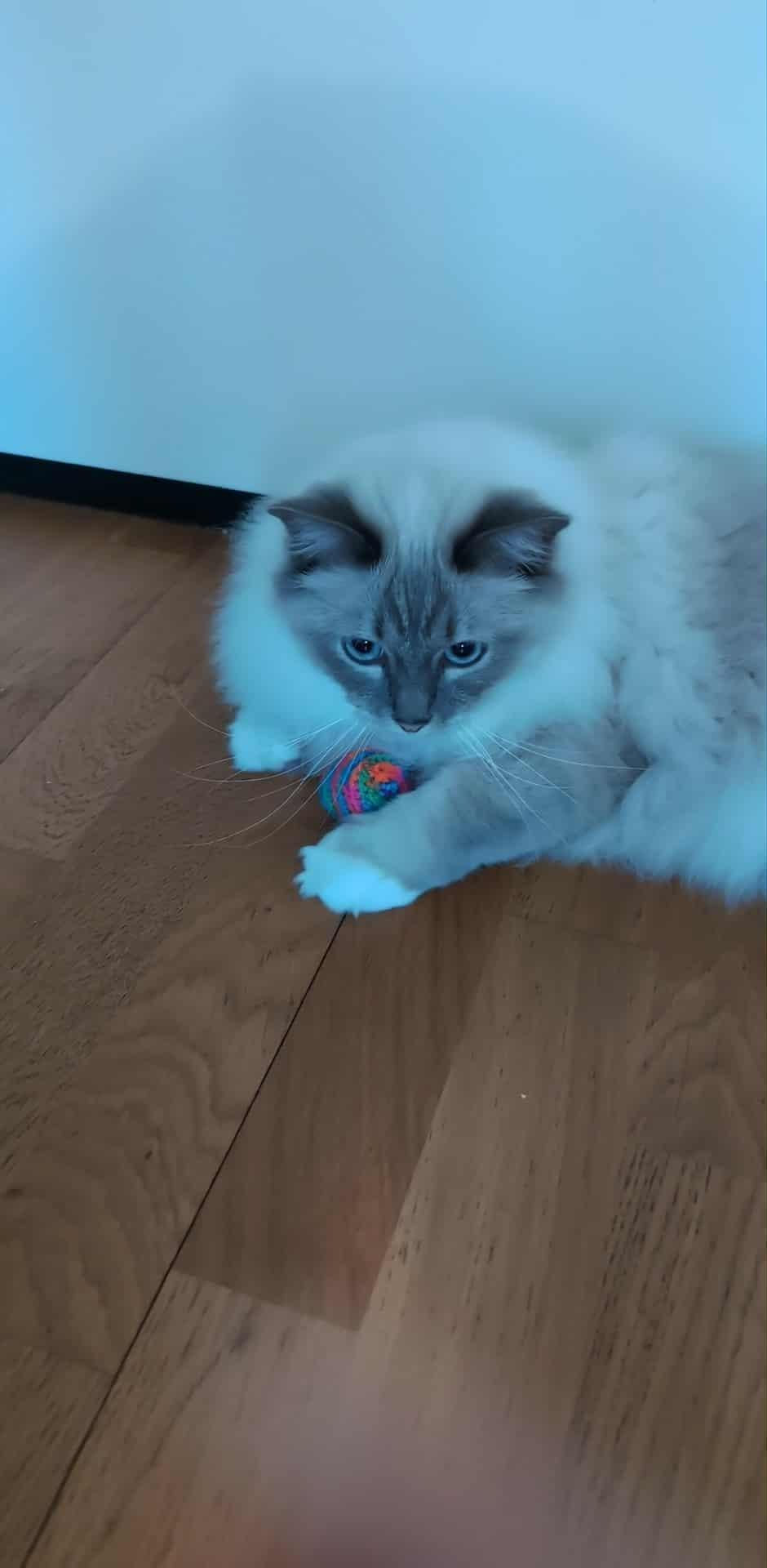 Balle pour chat en lot de 3
