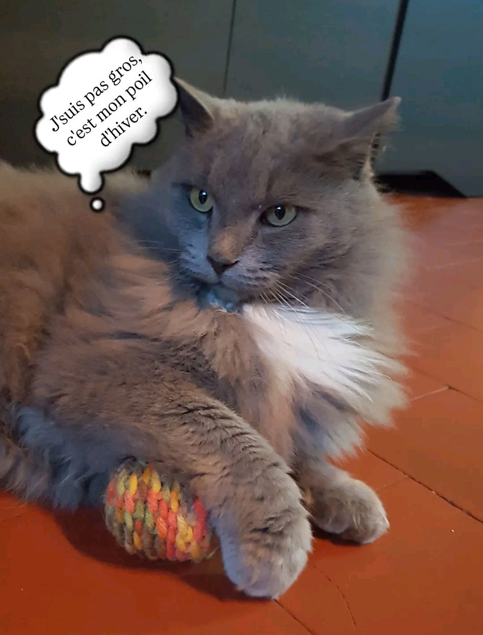 Balle pour chat XL avec ou sans herbe à chat