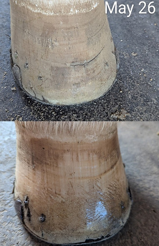 horse hoofs 4.1.jpg