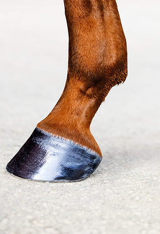 horse hoofs 2.jpg