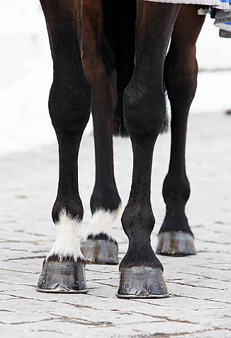 horse hoofs 1.jpg