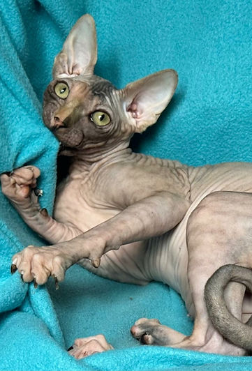 Affectionate purebred Canadian Sphynx cat from Velvet Lux Sphynx – raised in a loving home, healthy, and full of personality