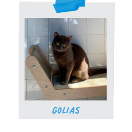 Polaroid Golias.png