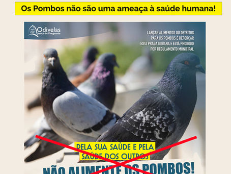 Os Pombos não são uma ameaça à saúde humana!