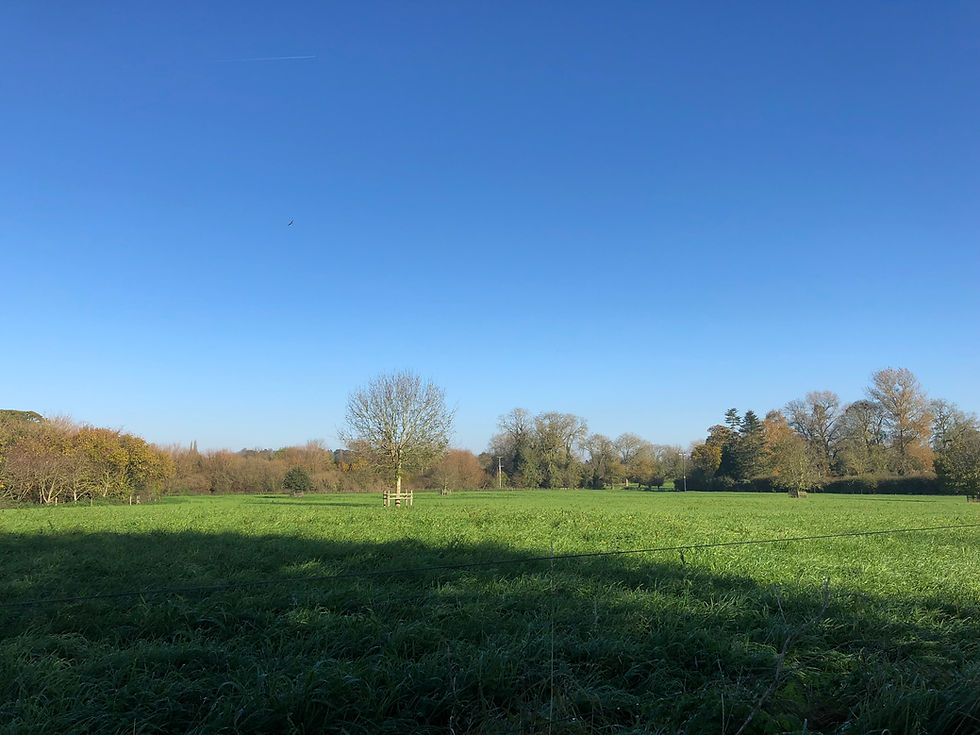 Green field under clear blue sky with a single tree in the center. Distant trees line the horizon. A peaceful, sunny day.