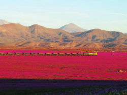 Atacama Desert, Chile